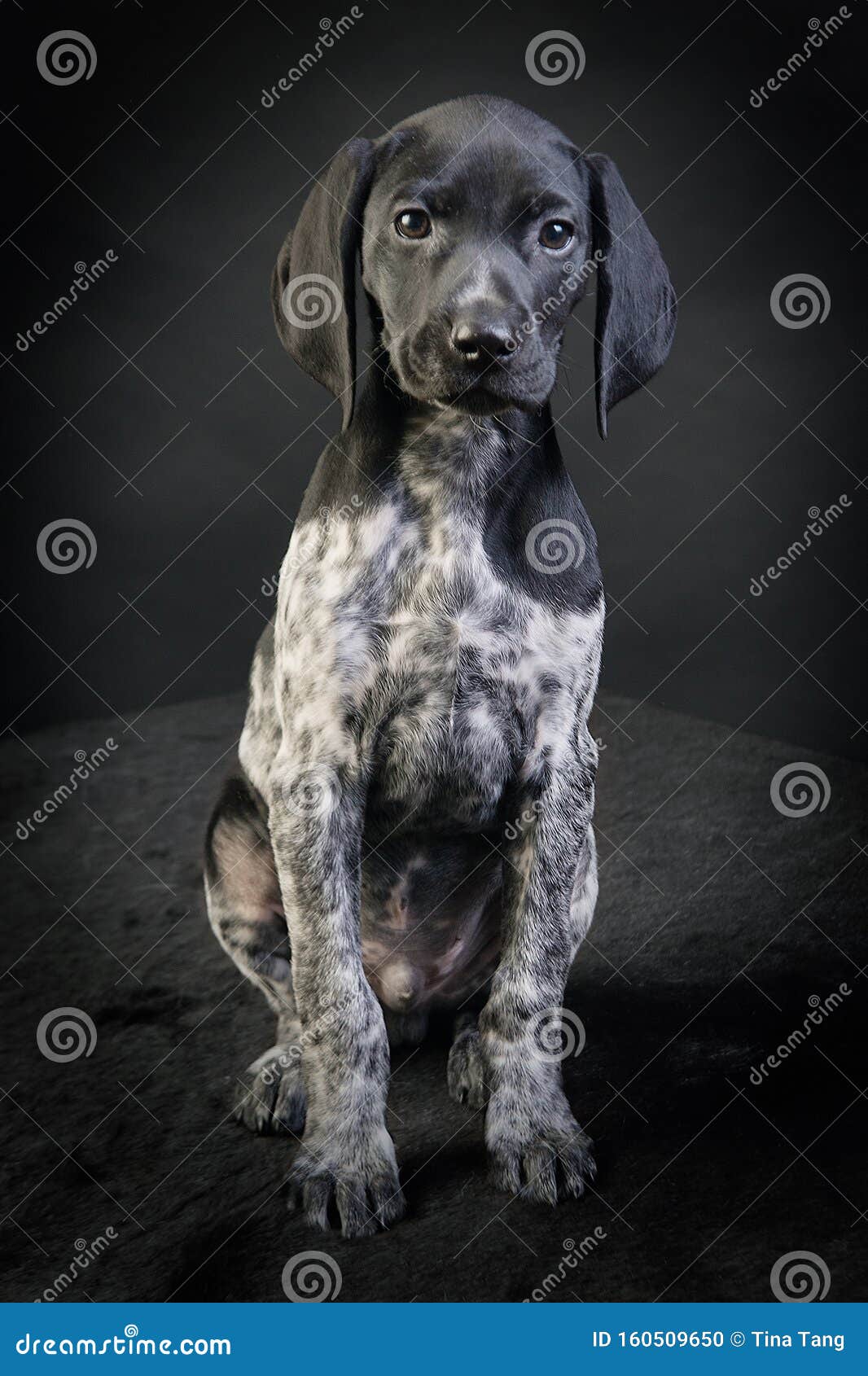 Portrait Of A Black And White German Shorthaired Pointer Puppy Stock Photo Image Of German Hunt 160509650