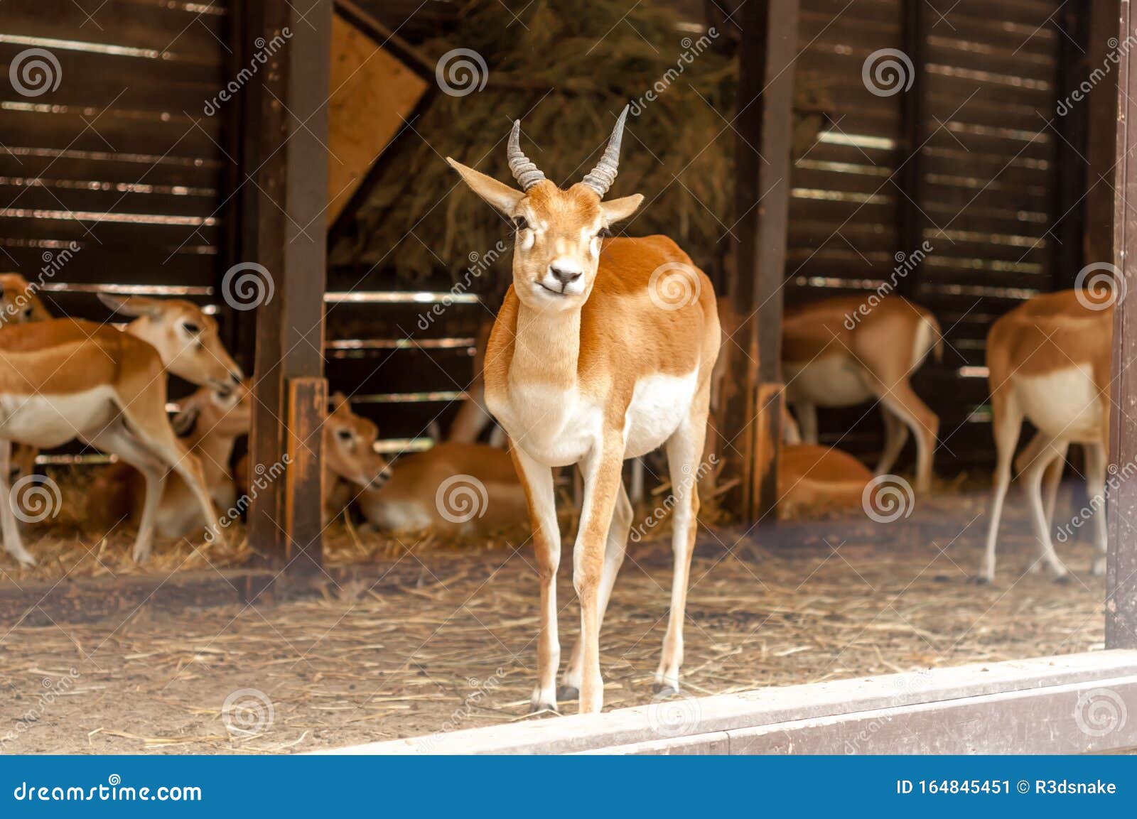 portrait of a blackbuck antilope in a zoo while yawning