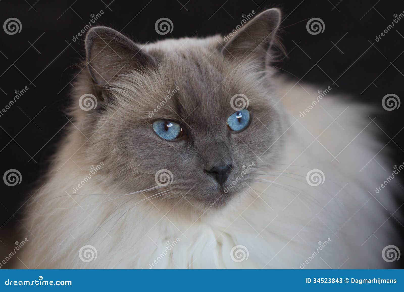 Portrait of a Blue Point Ragdoll Stock Image Image of blue, felis