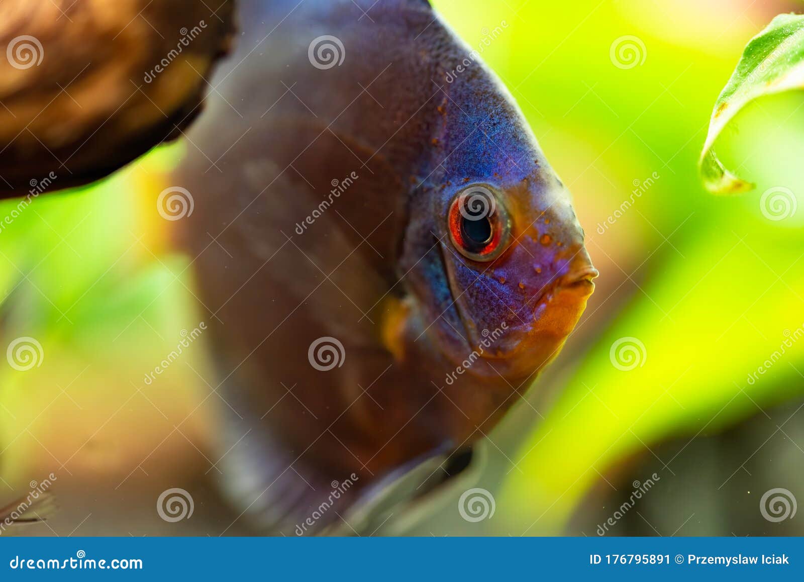 portrait of a blue tropical symphysodon discus fish in a fishtank.