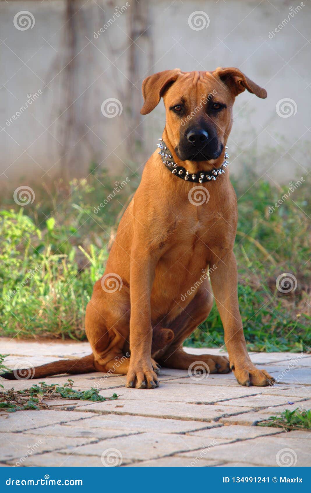 German Shepherd Mixed Breed Puppy Stock 