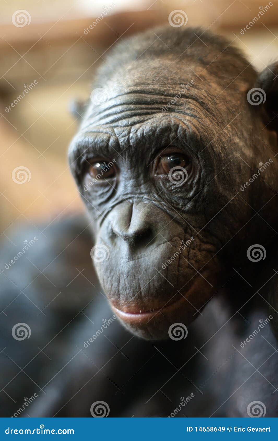 portrait of a bonobo monkey