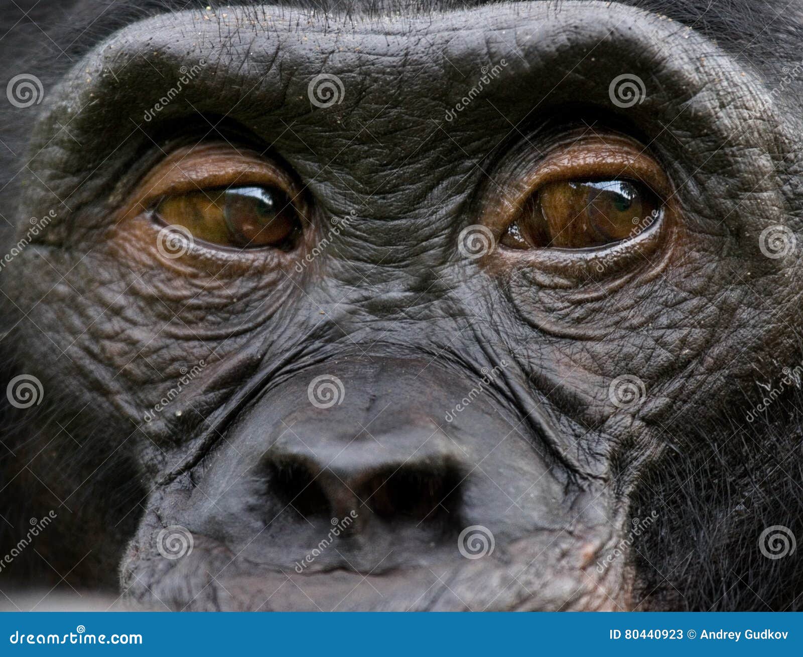 portrait of bonobos. close-up. democratic republic of congo. lola ya bonobo national park.