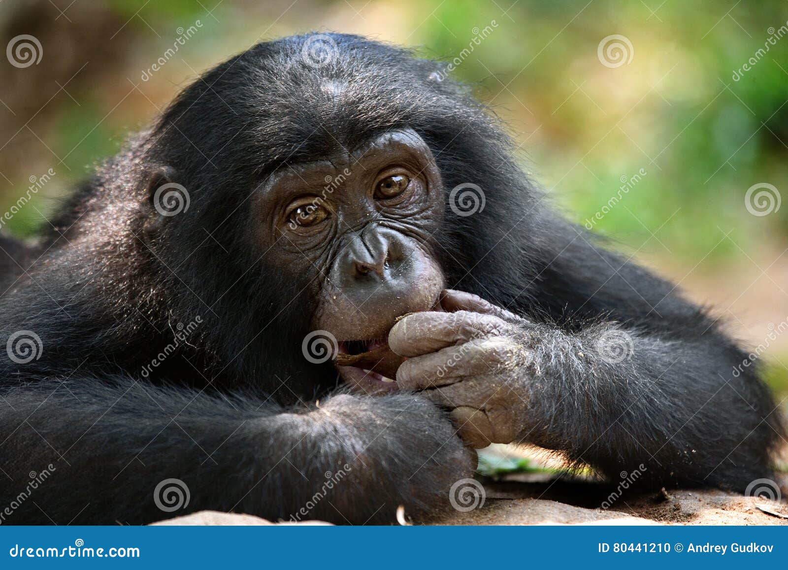 portrait of bonobos. close-up. democratic republic of congo. lola ya bonobo national park.