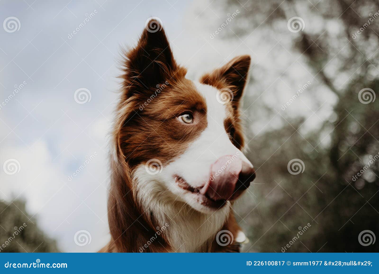 portrait border collie dog licking its kips on sky background