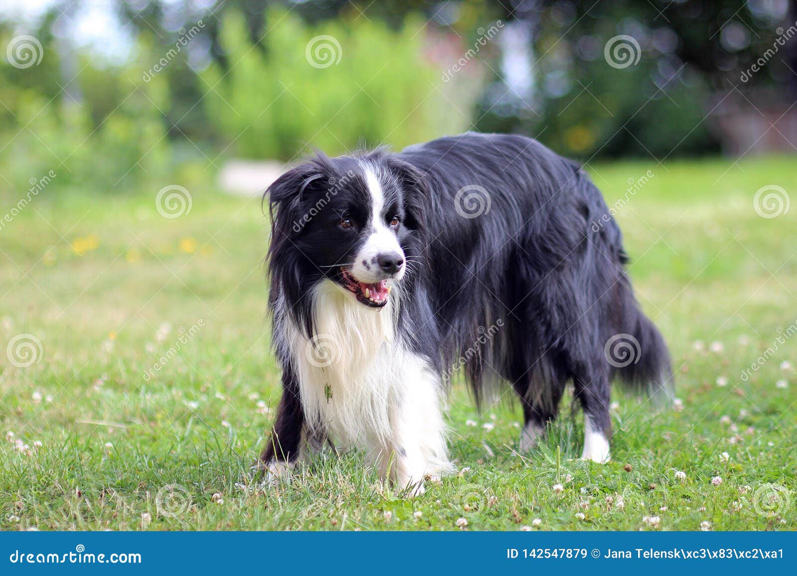 do all border collies have long hair