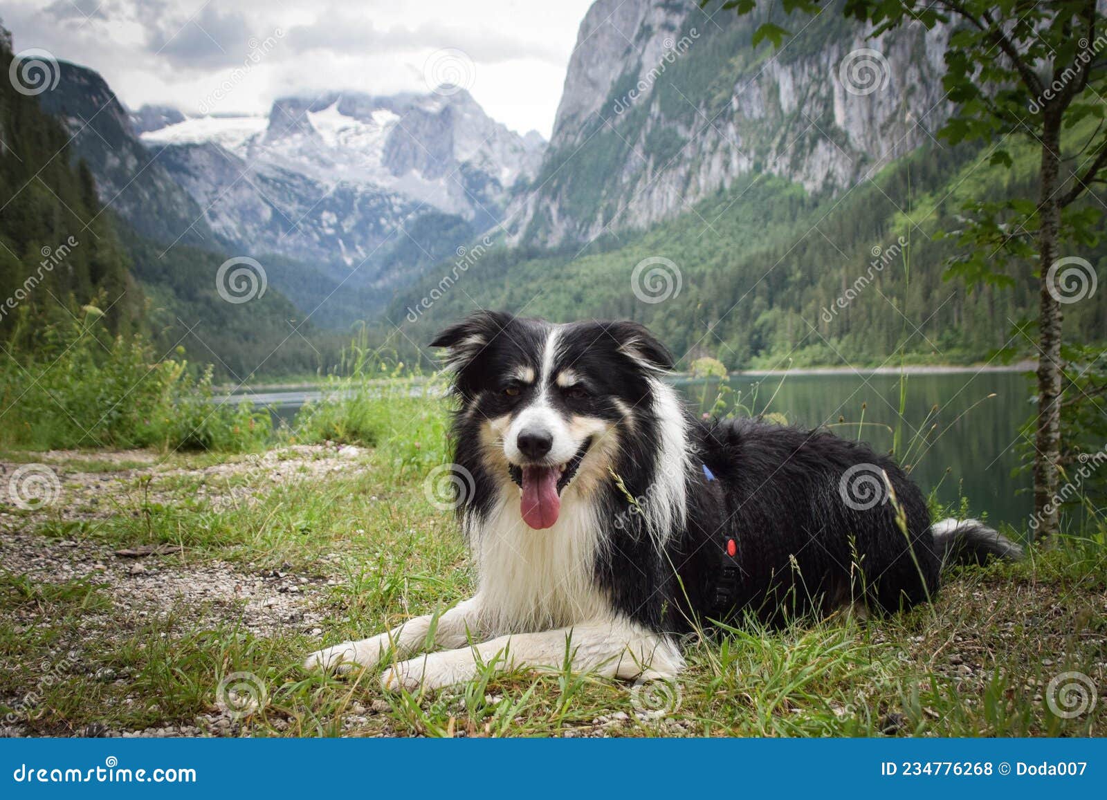 border collie is lying in austria nature