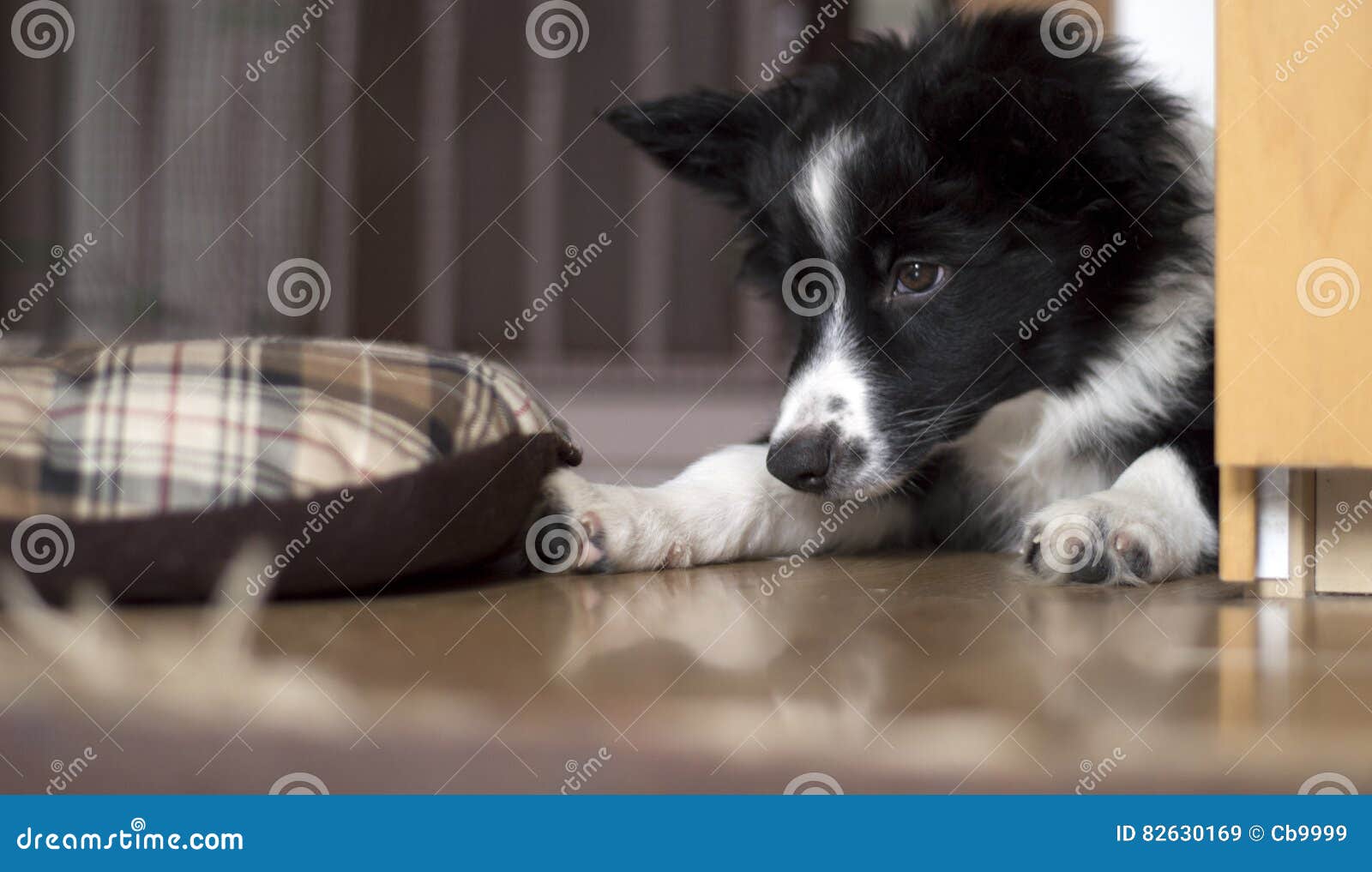 Portrait of a Border Collie Puppy Posing Whit Cage Stock Image Image