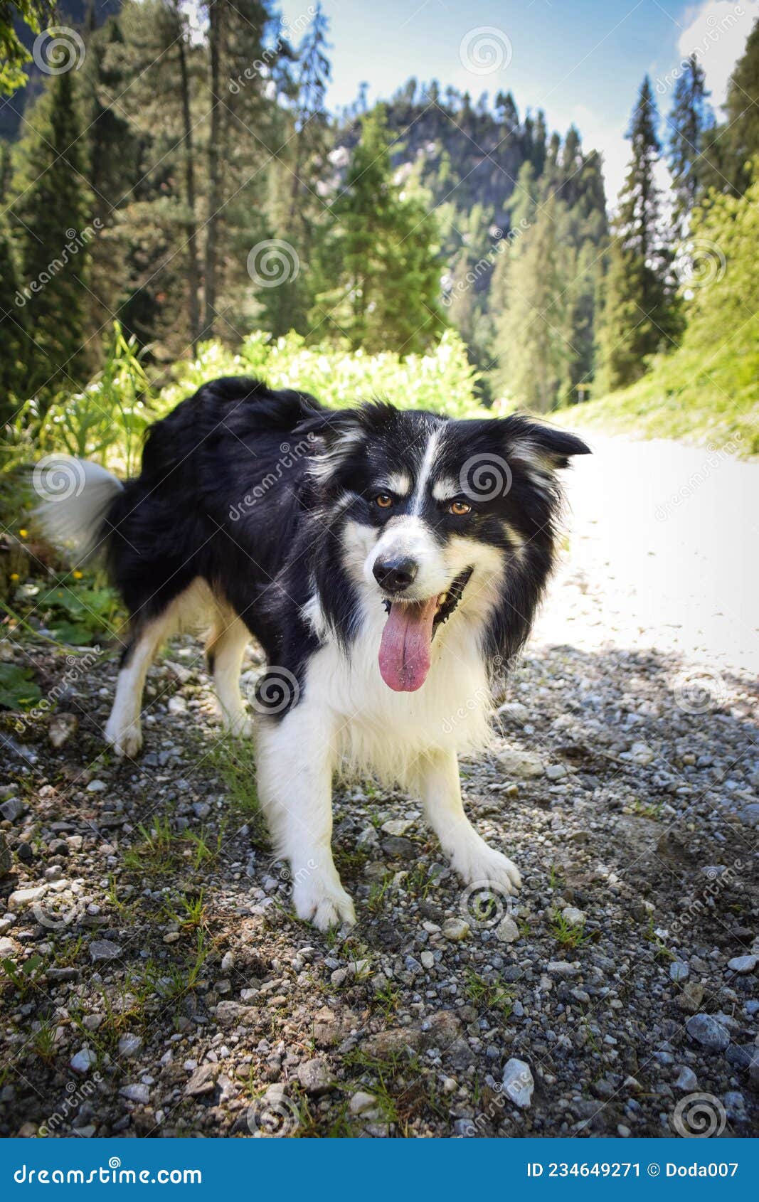 border collie is running in austria nature
