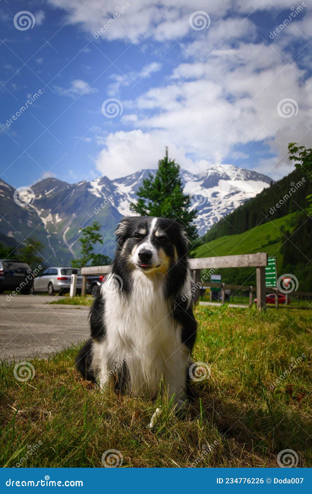 portrait of border collie is sitting in austria natur