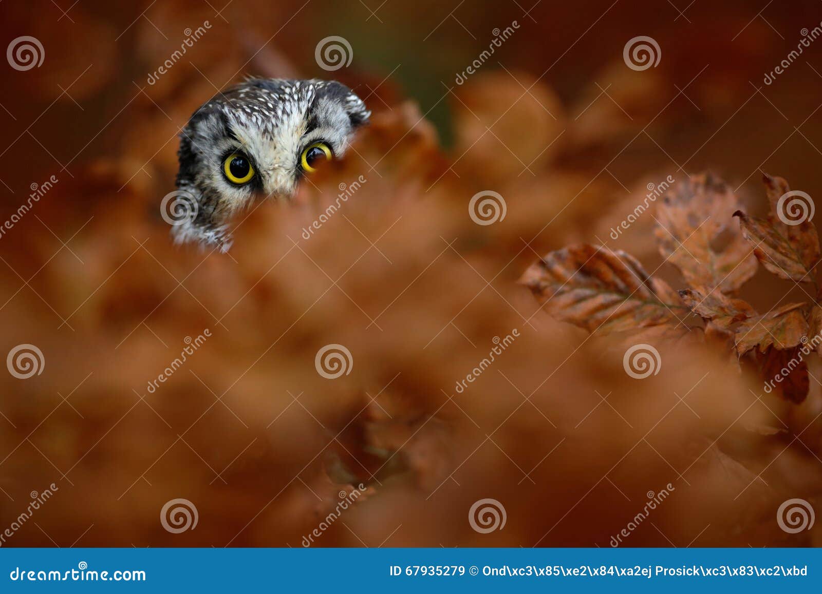 portrait of boreal owl with yellow eyes in orange oak tree during autumn