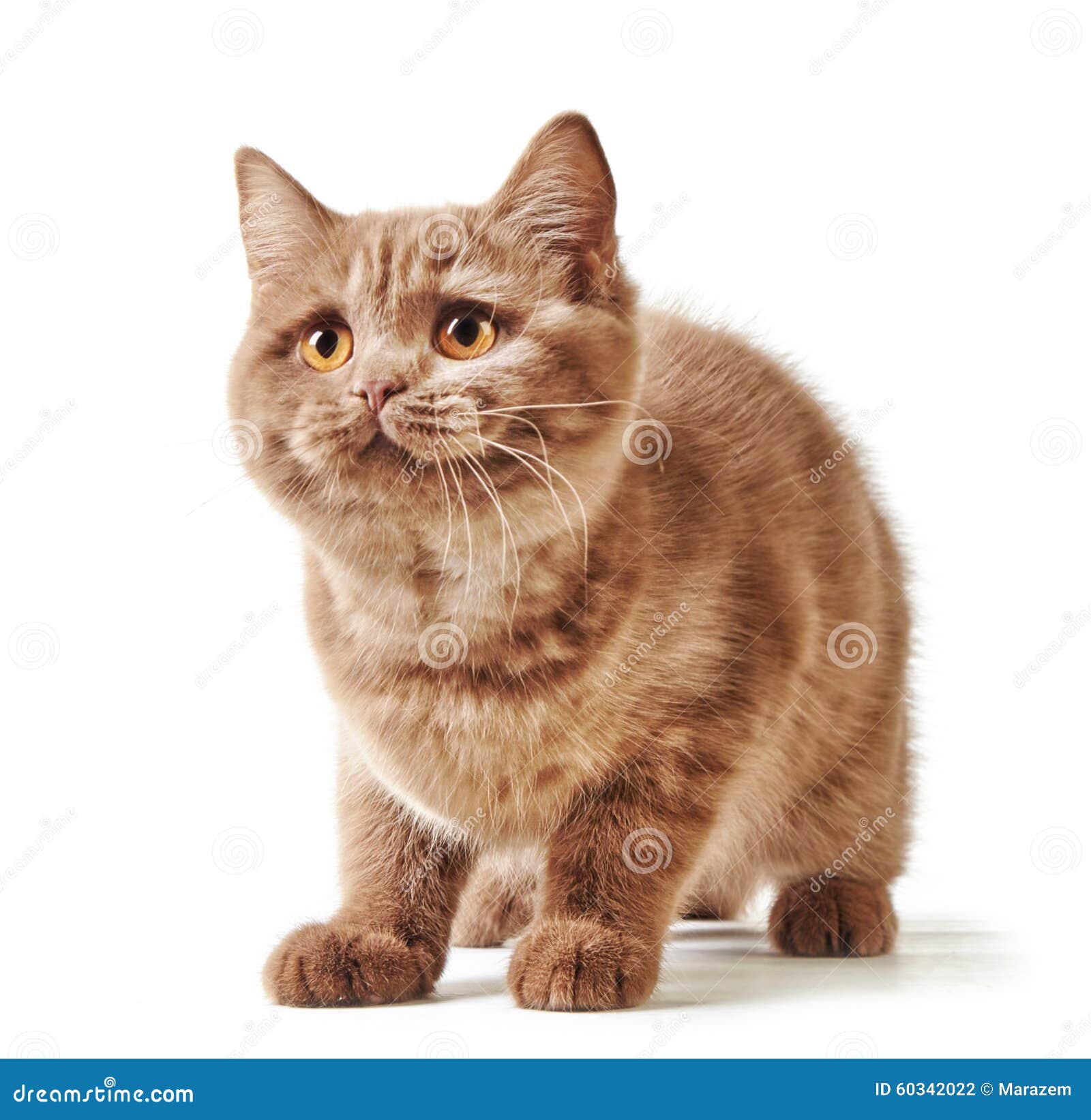 Portrait of british kitten stock photo. Image of background - 60342022