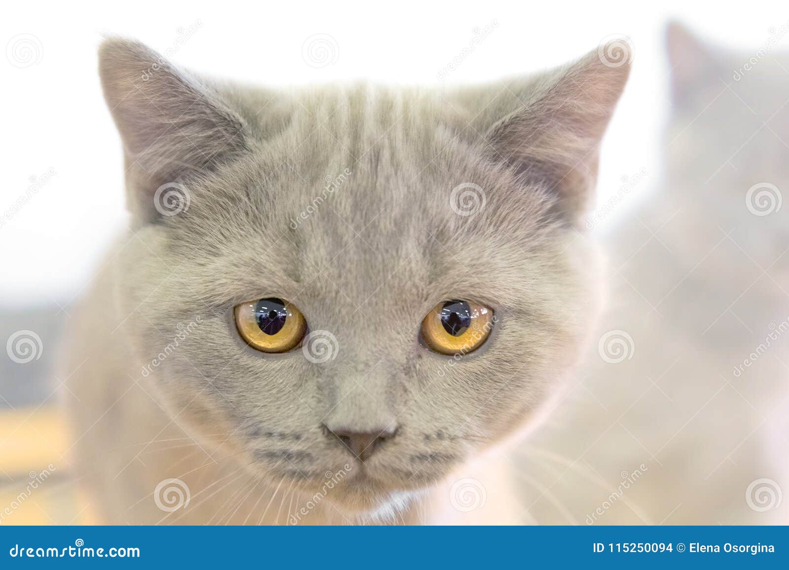 yellow shorthair cat
