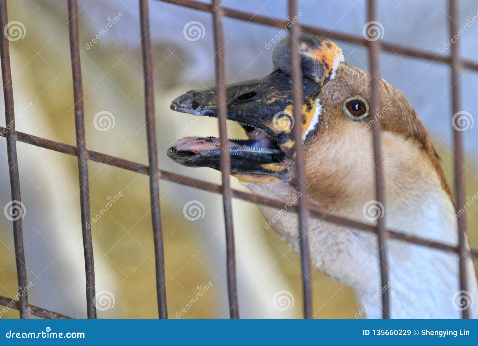 Portrait of brown colored swan goose, open mouth, detail of head, black beak and black eye, white forehead, plumage, blurry background