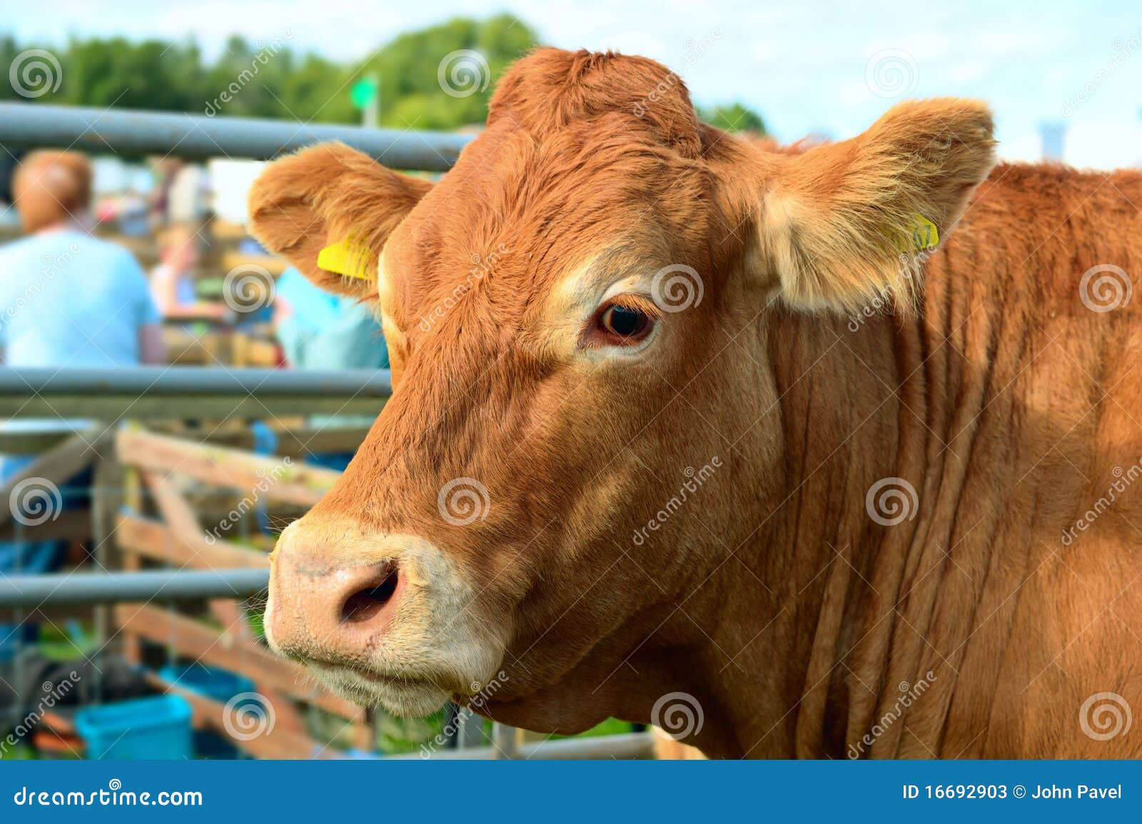 portrait of a brown cow at an agricultural show