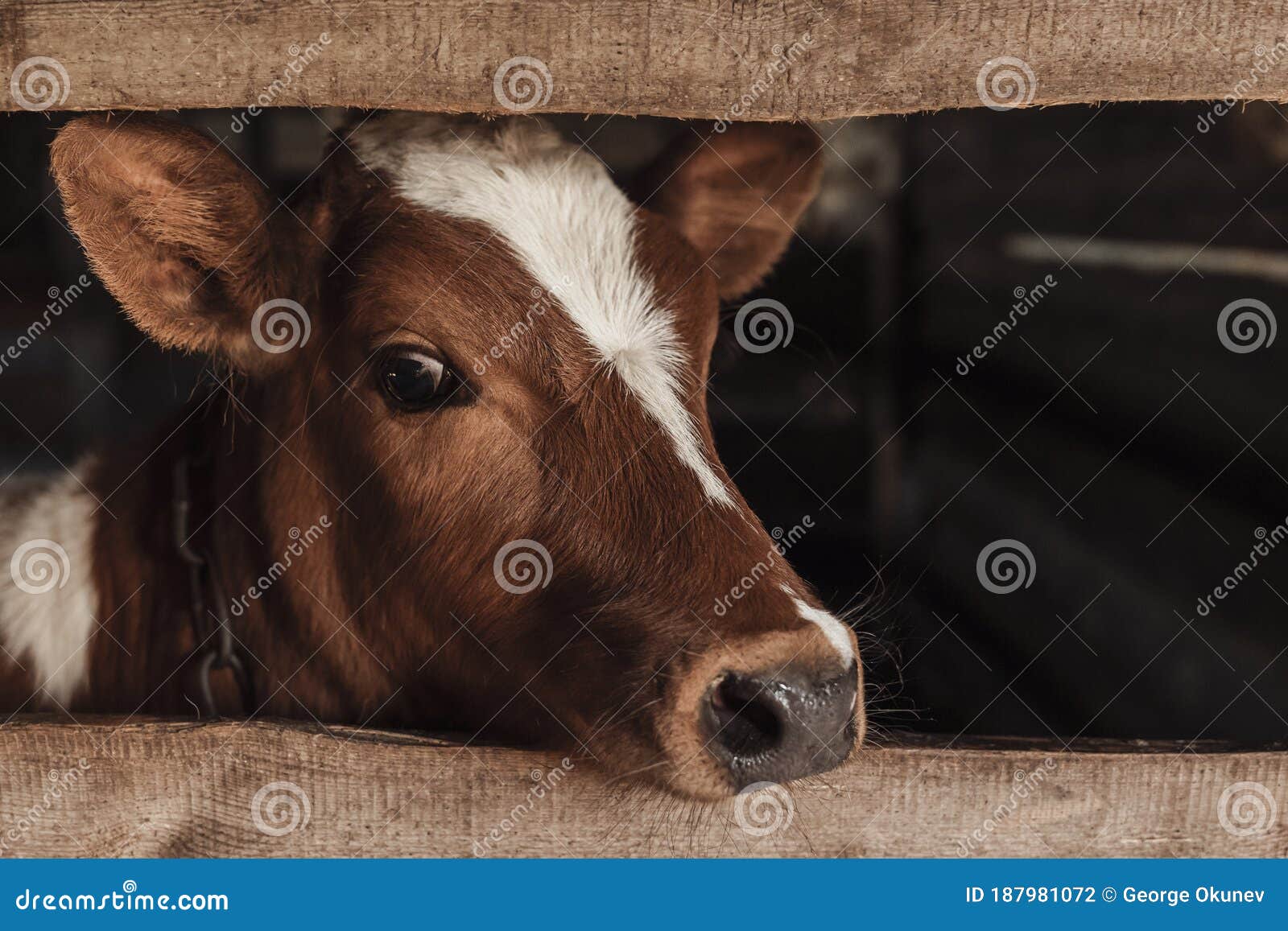 Portrait of a Brown Cow with a White Spot on Its Face Close Up. Stock ...