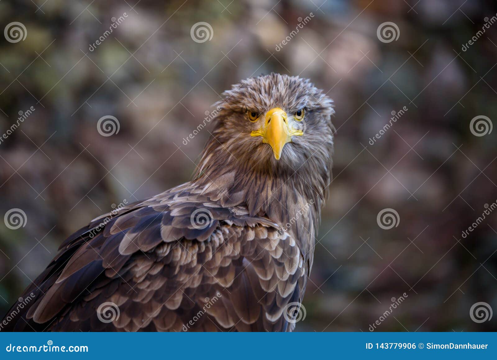 Portrait of Brown Eagle Beautiful Wildlife Stock Photo Image of