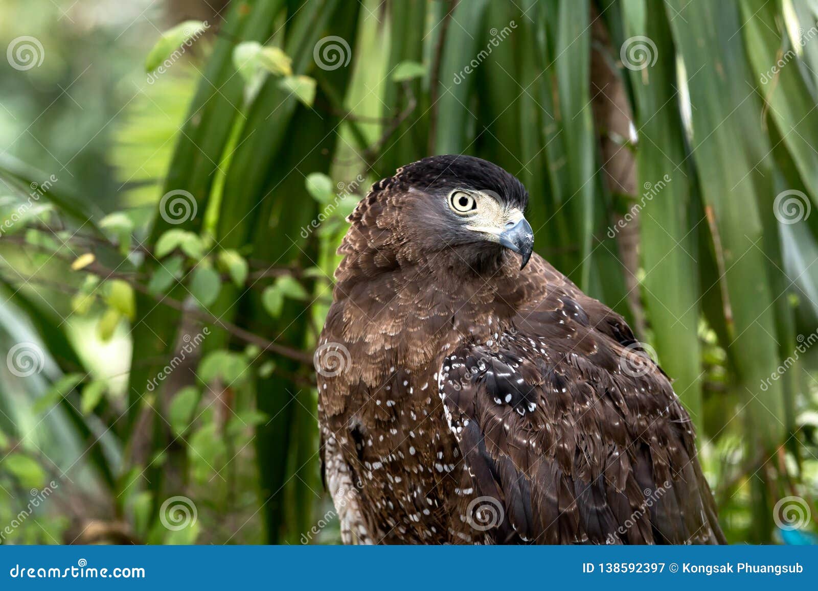Portrait of Brown Eagle Grabbing on Timer Stock Image Image of avian