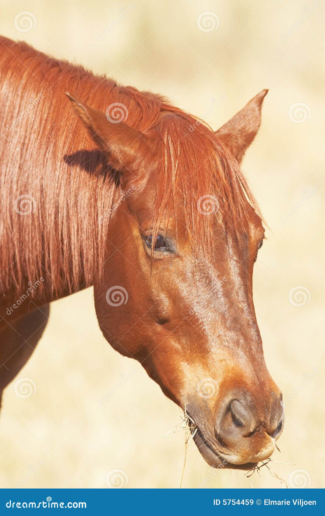 Portrait of Brown Horse Chewing Stock Image Image of gallop, mouth