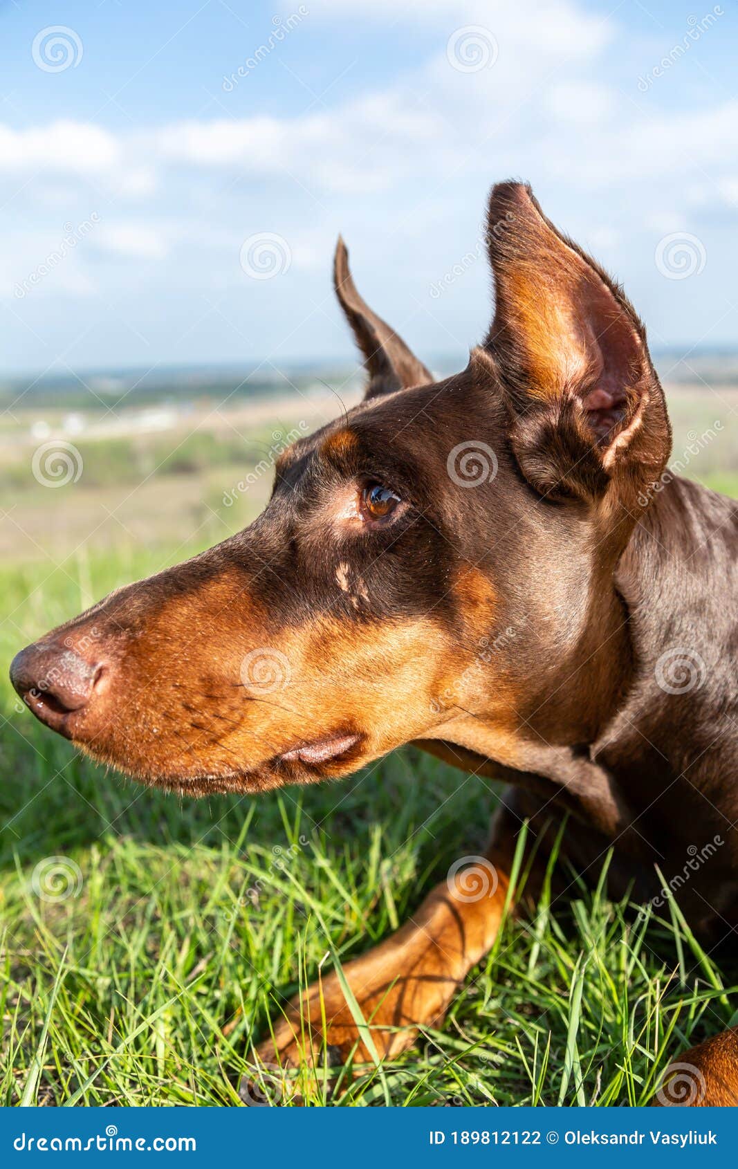 Portrait Of A Brownandtan Doberman Dobermann Dog In