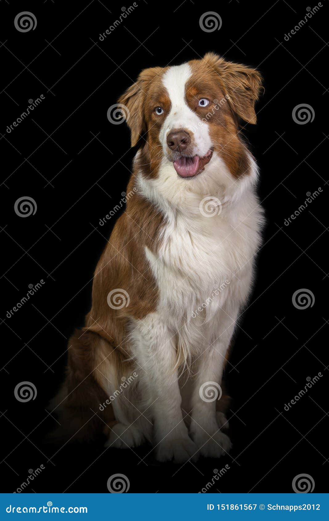 Portrait of a Brown and White Australian Shepherd Stock Image - Image puppy, shepherd: 151861567