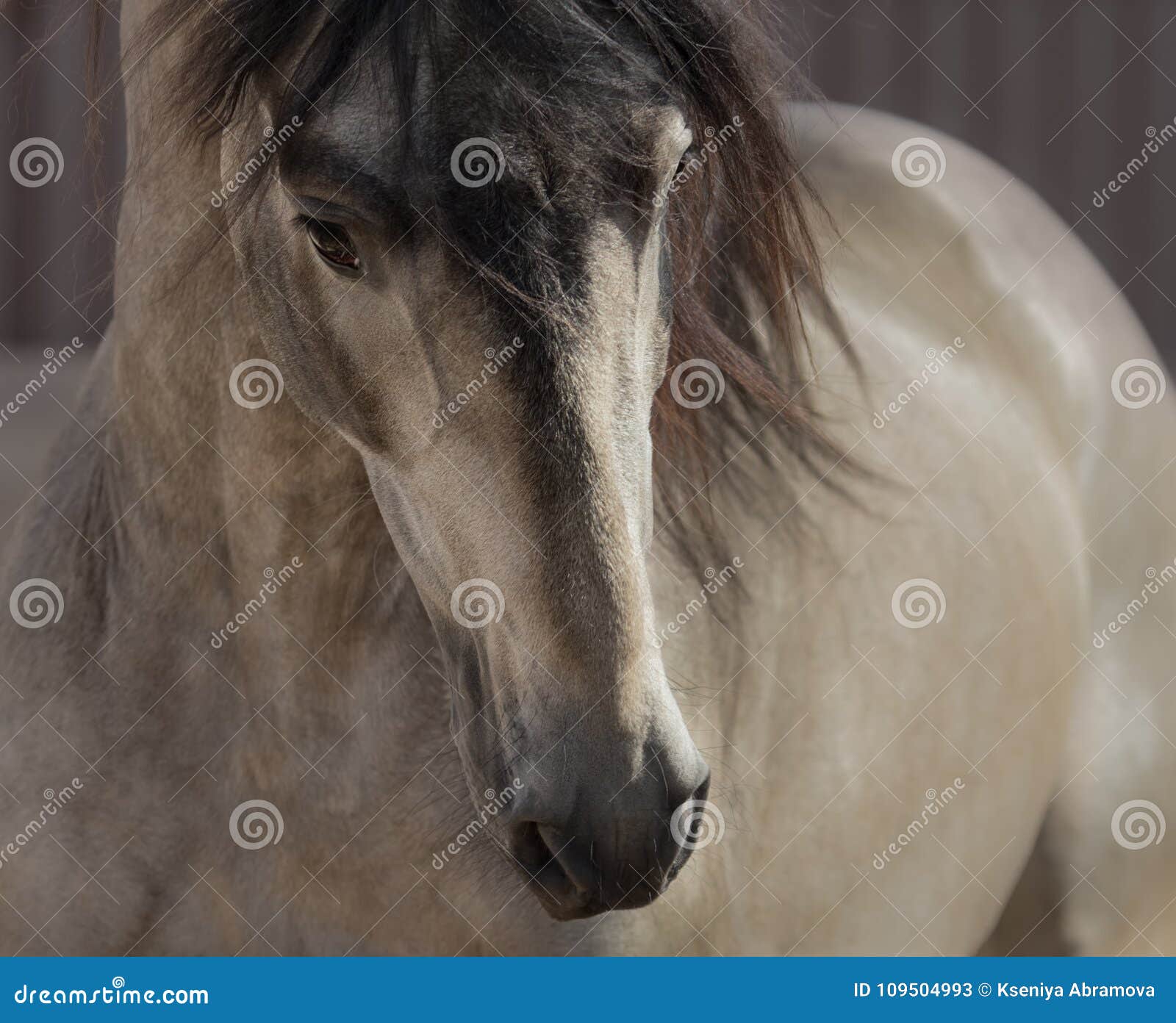 Portrait Of A Beautiful Horse Front View Stock Photo, Picture and Royalty  Free Image. Image 121965493.