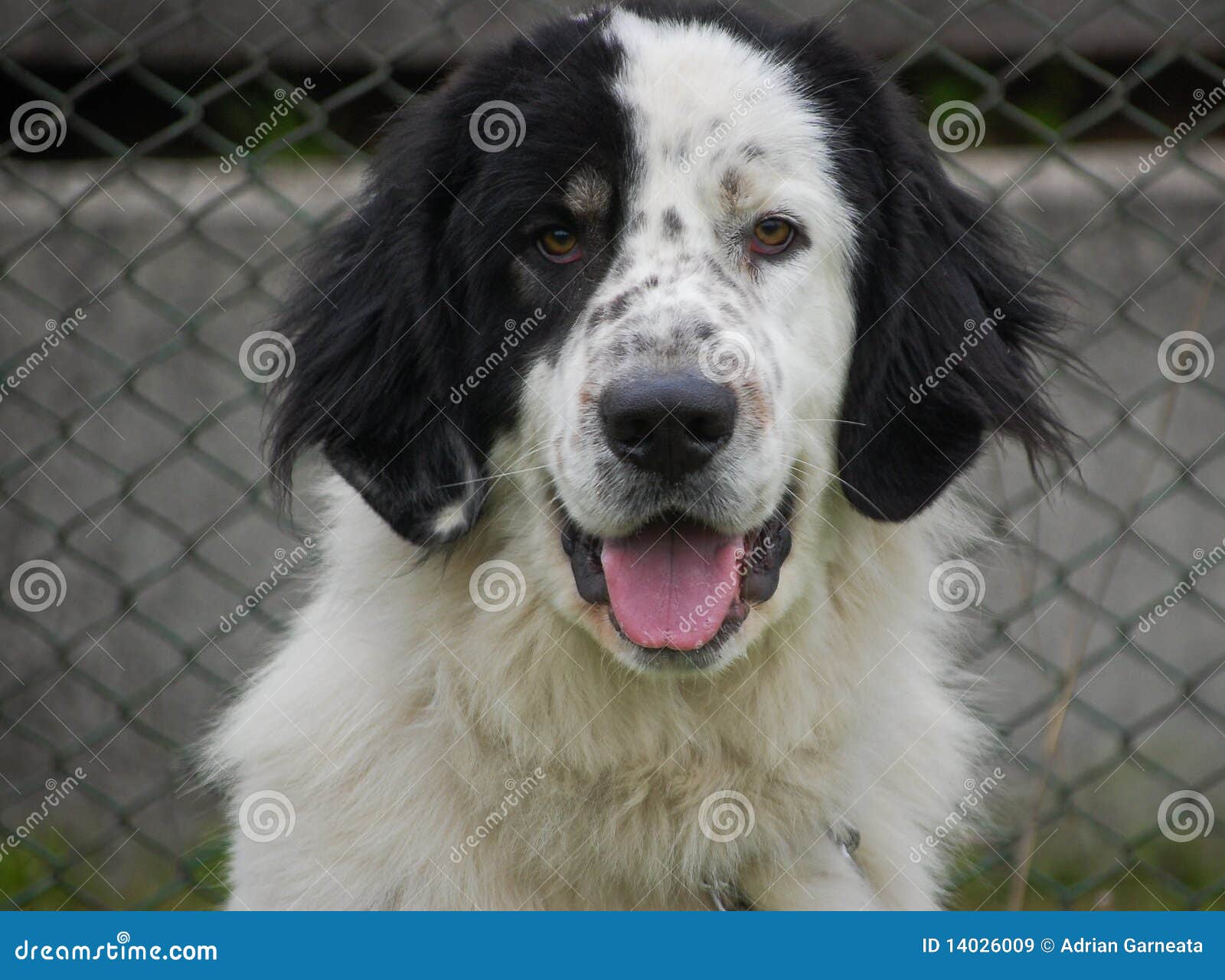 Portrait Of Bucovina Shepherd Dog Stock Image Image Of Garden Petting 14026009