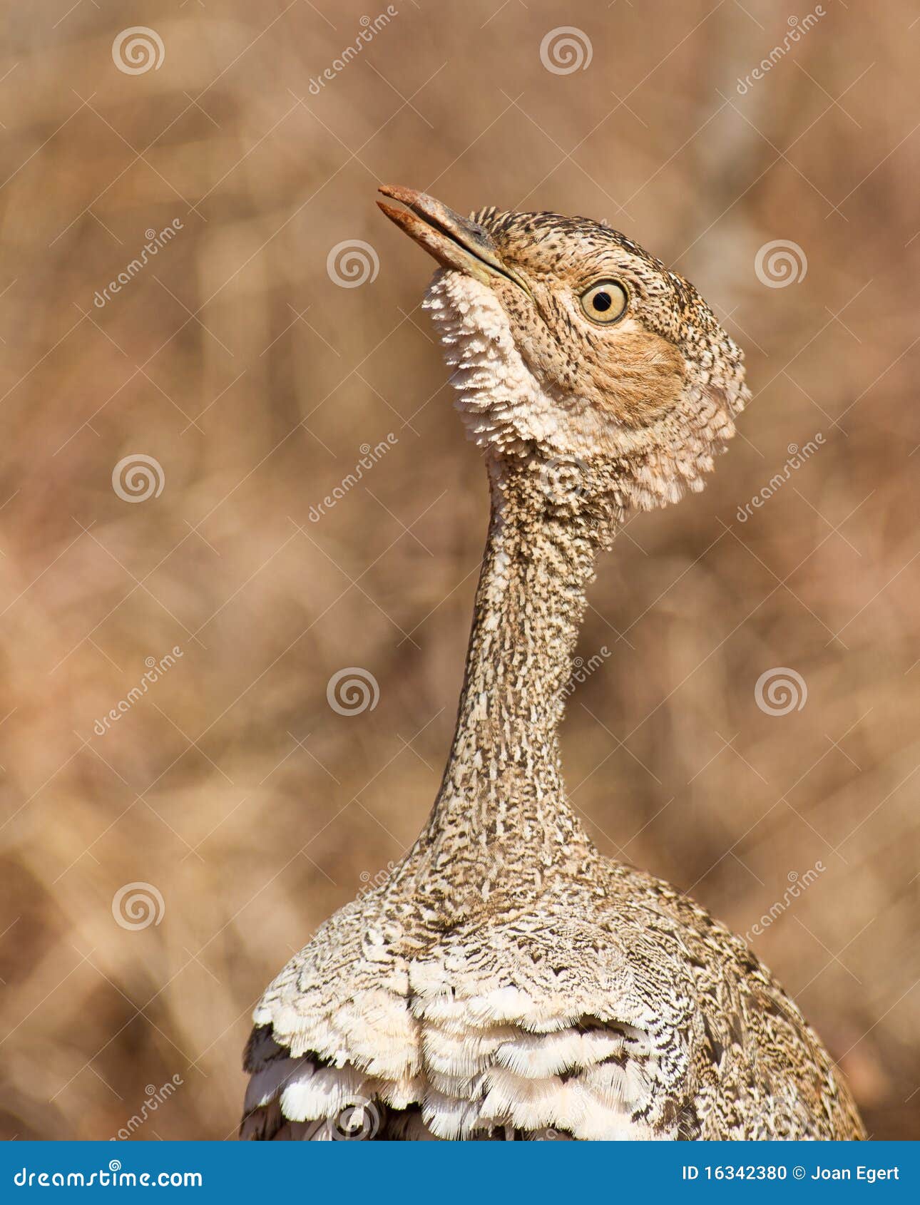 a portrait of the buff-crested bustard