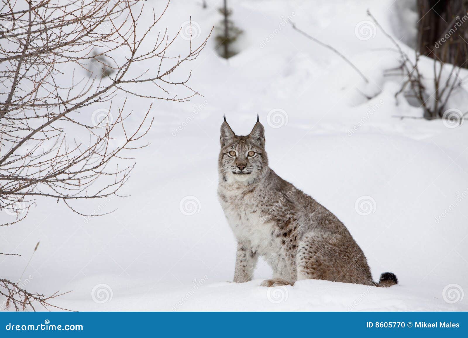 portrait canadian lynx
