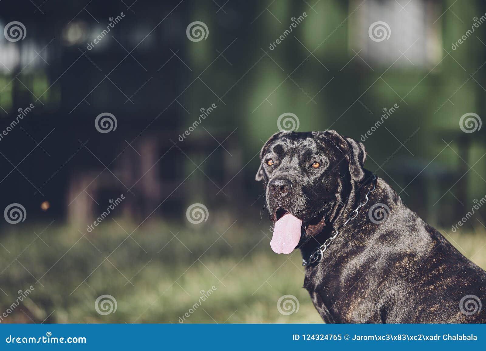 Portrait Of Cane Corso Dog Stock Image Image Of Guard