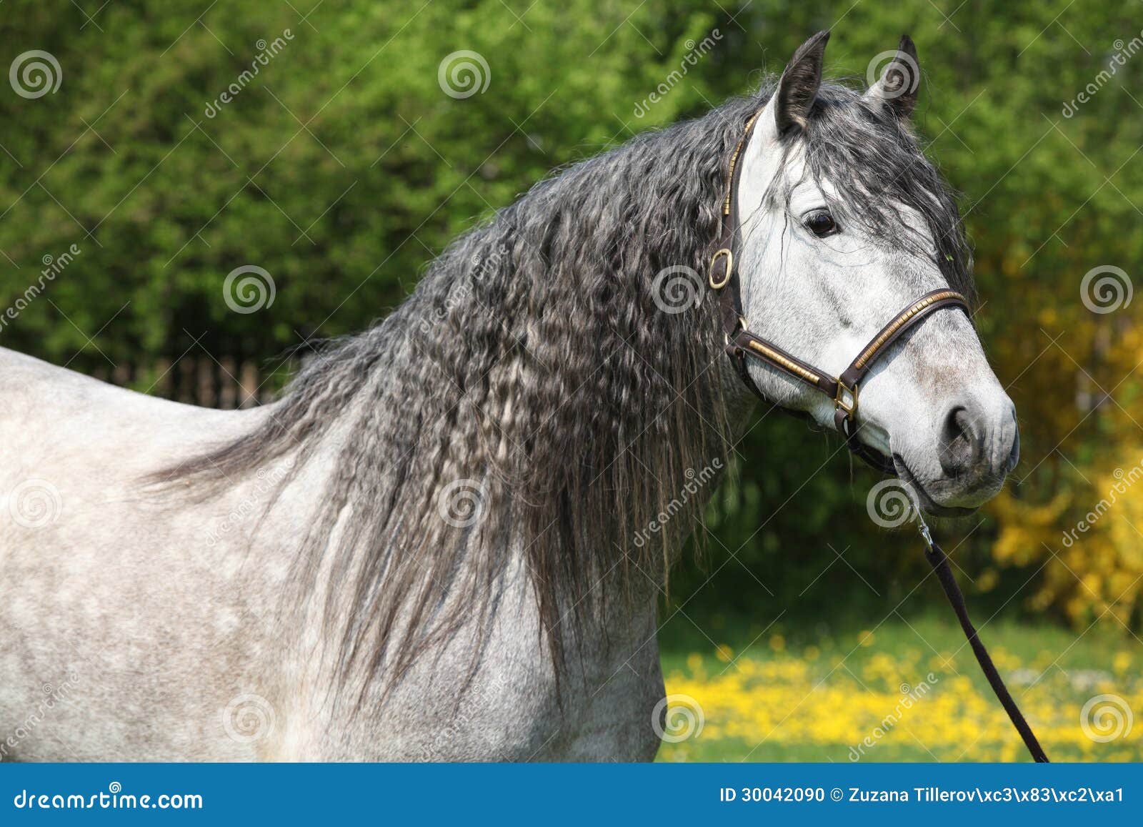 carthusian horse the purest line of pura raza espanola