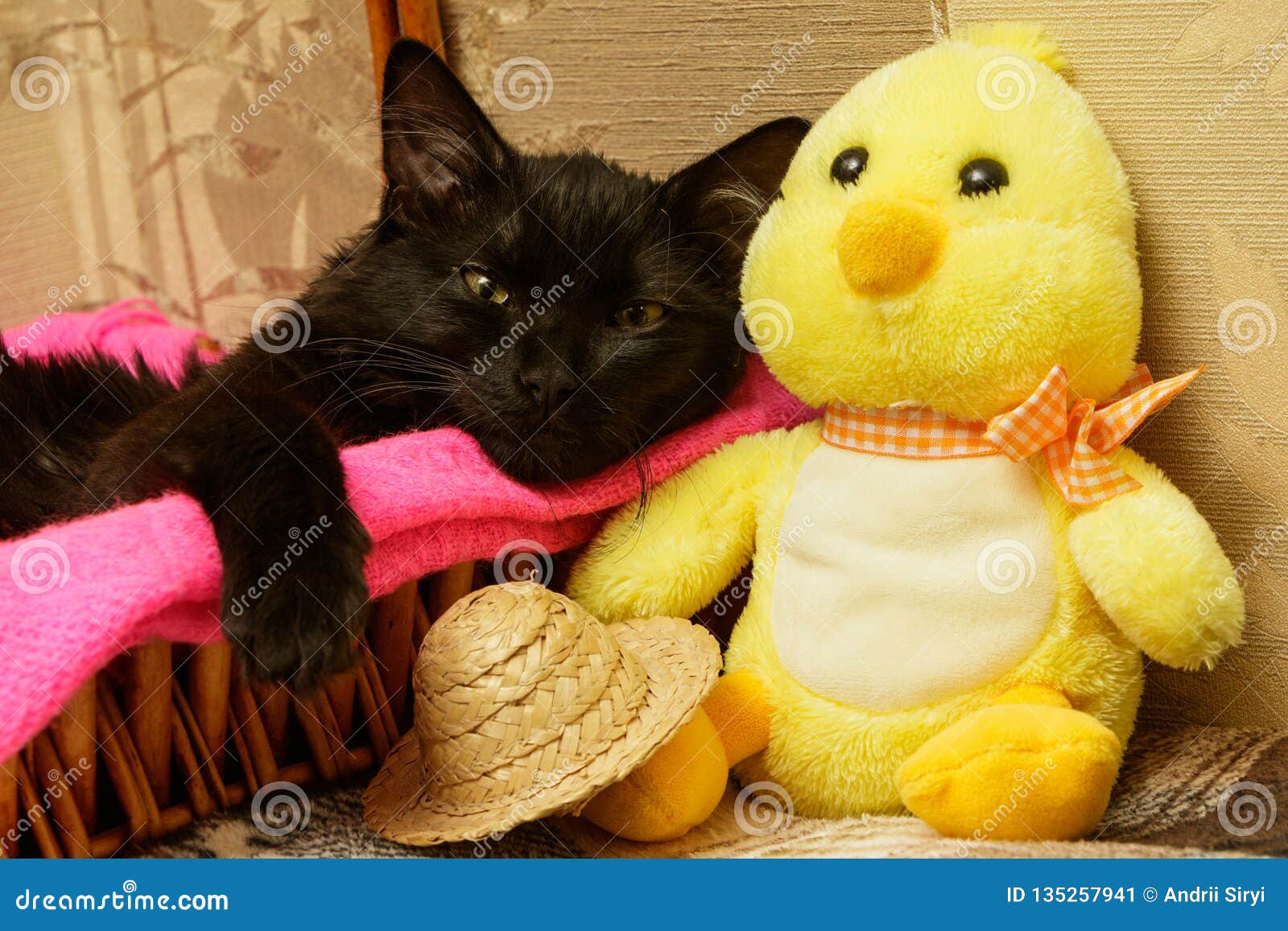 Portrait of a Cat in a Basket with a Soft Toy Stock Image Image of pets, basket 135257941