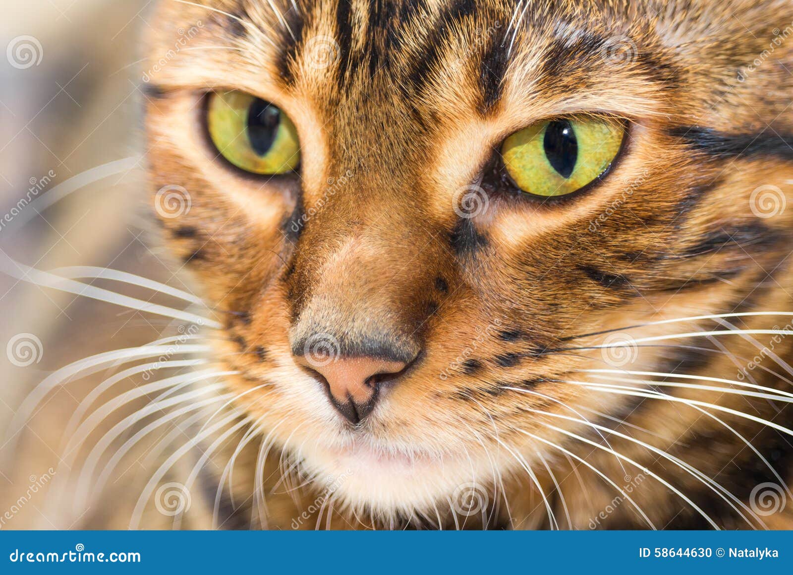 Portrait Of Cat Brown Mackerel Tabby Color, Close-up ...