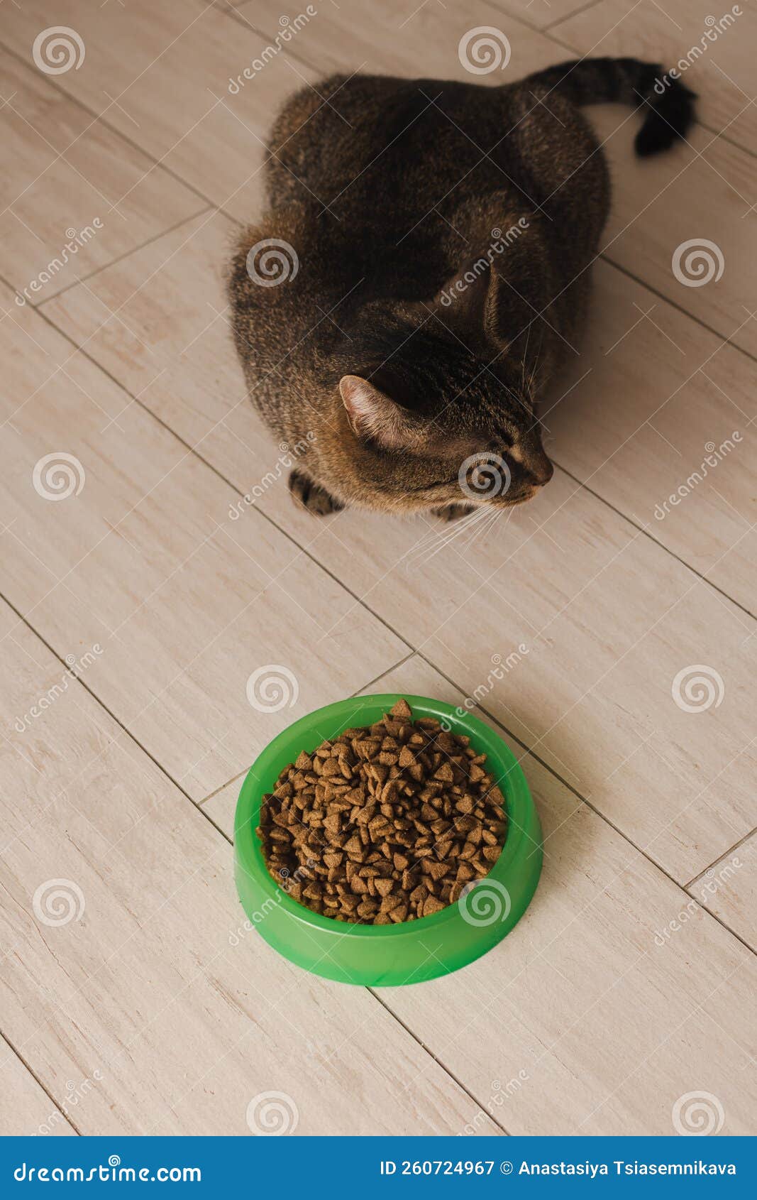 Portrait of a Cat that Eats Dry Food from a Bowl on the Kitchen Floor
