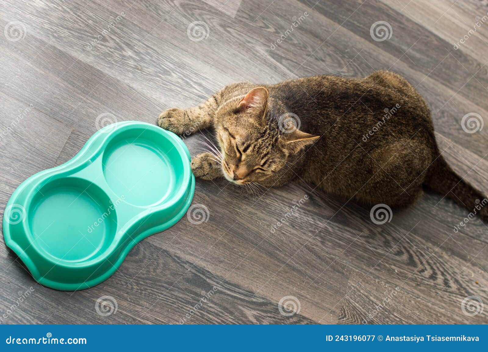 Portrait of a Cat on the Floor with an Empty Bowl. Hungry Cat Stock