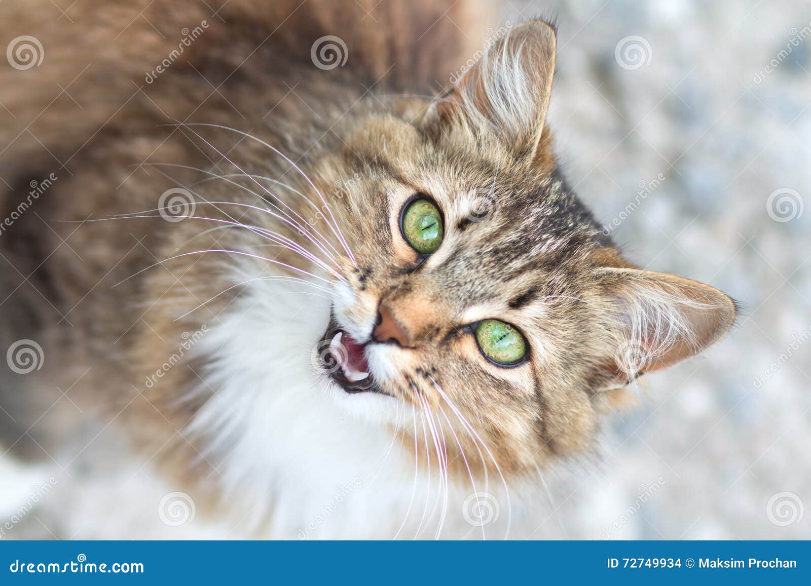 Portrait Of A Cat Meowing And Looking Up Stock Photo Image of