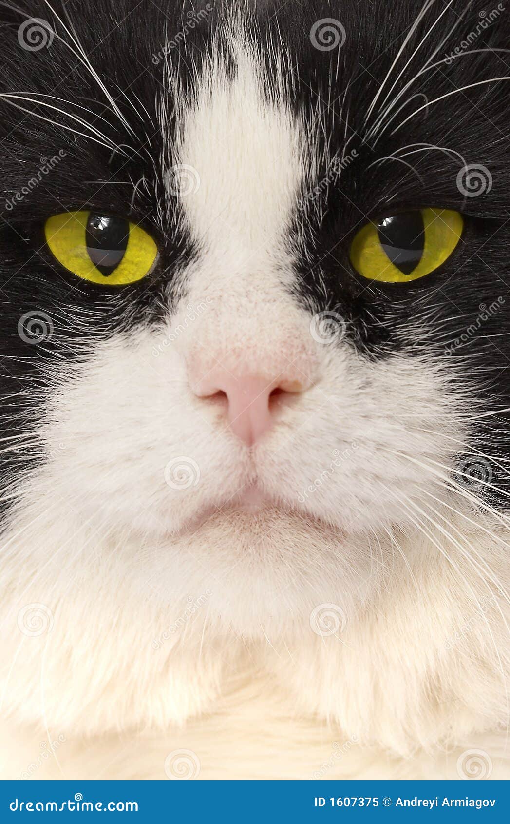 Portrait of a Cat with Yellow Eyes Stock Image Image of precious