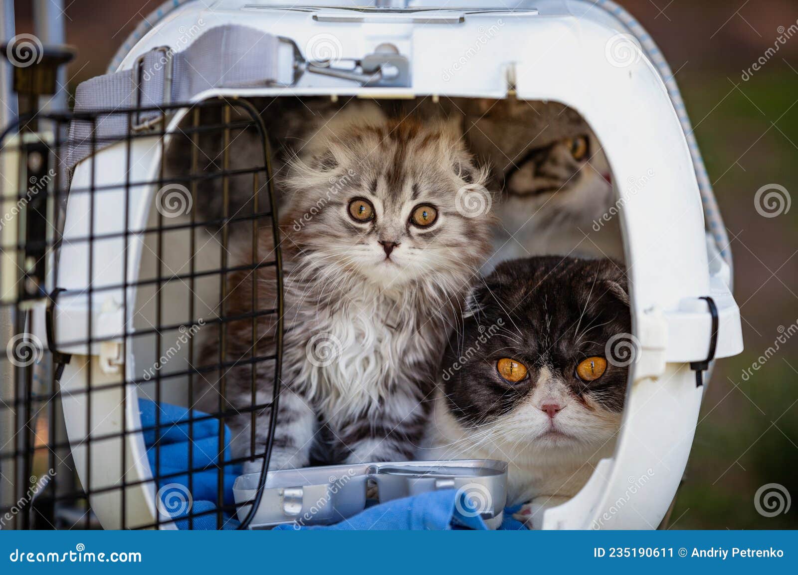 Cats in a carrying cage stock image. Image of feline 235190611