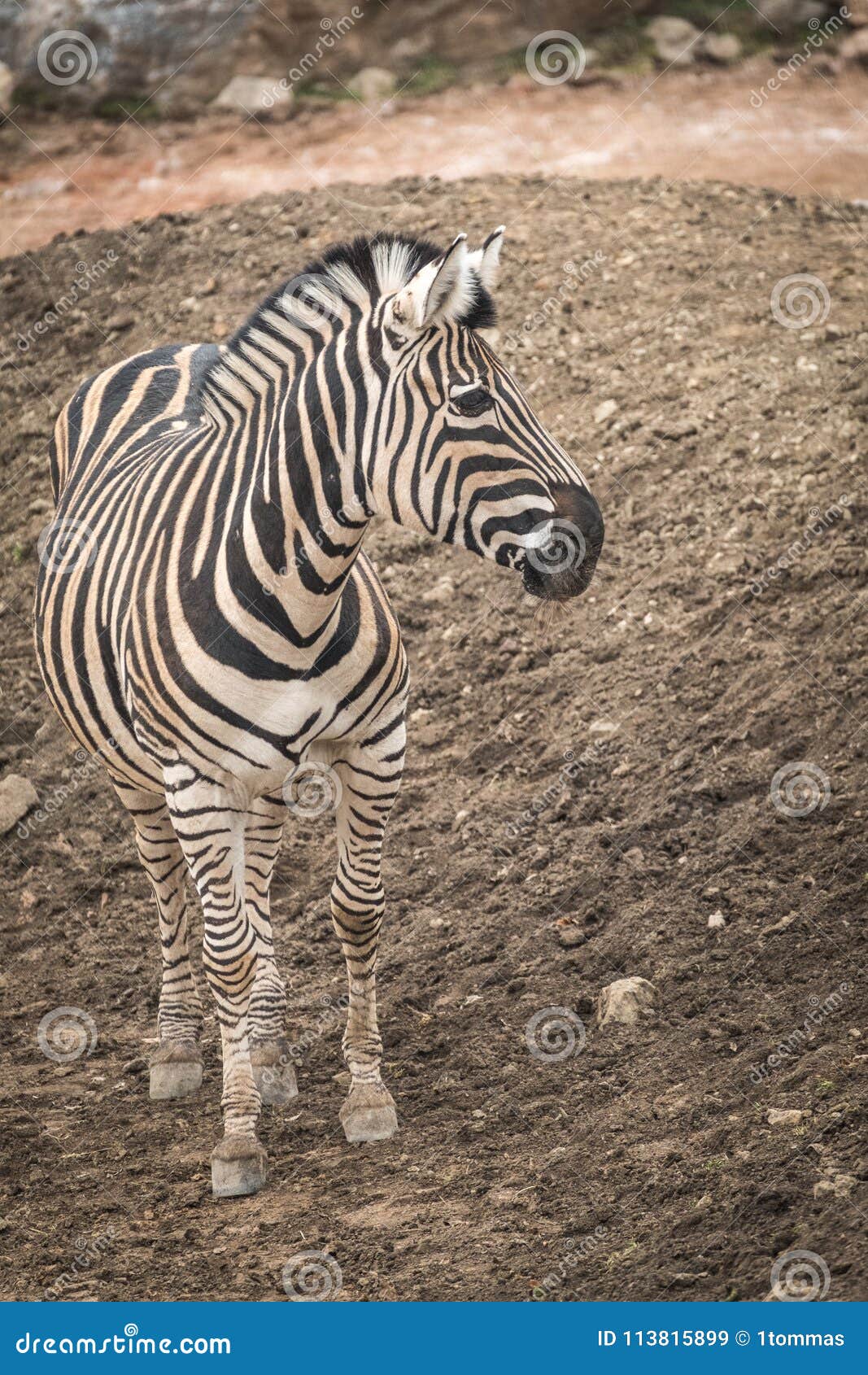 chapmans zebra equus quagga chapmani.