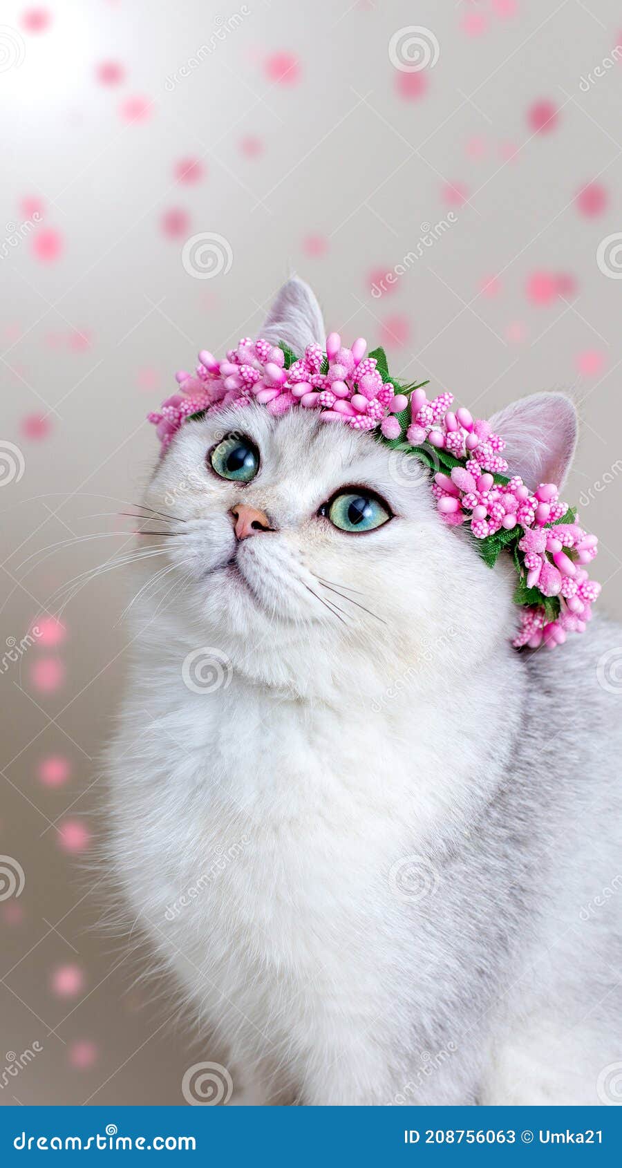 Portrait of a Charming Gray Cat Wearing a Crown of Pink Flowers ...