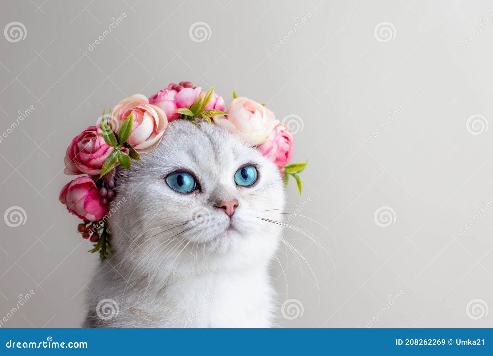 Portrait of a Charming White Cat Wearing a Crown of Pink Flowers ...