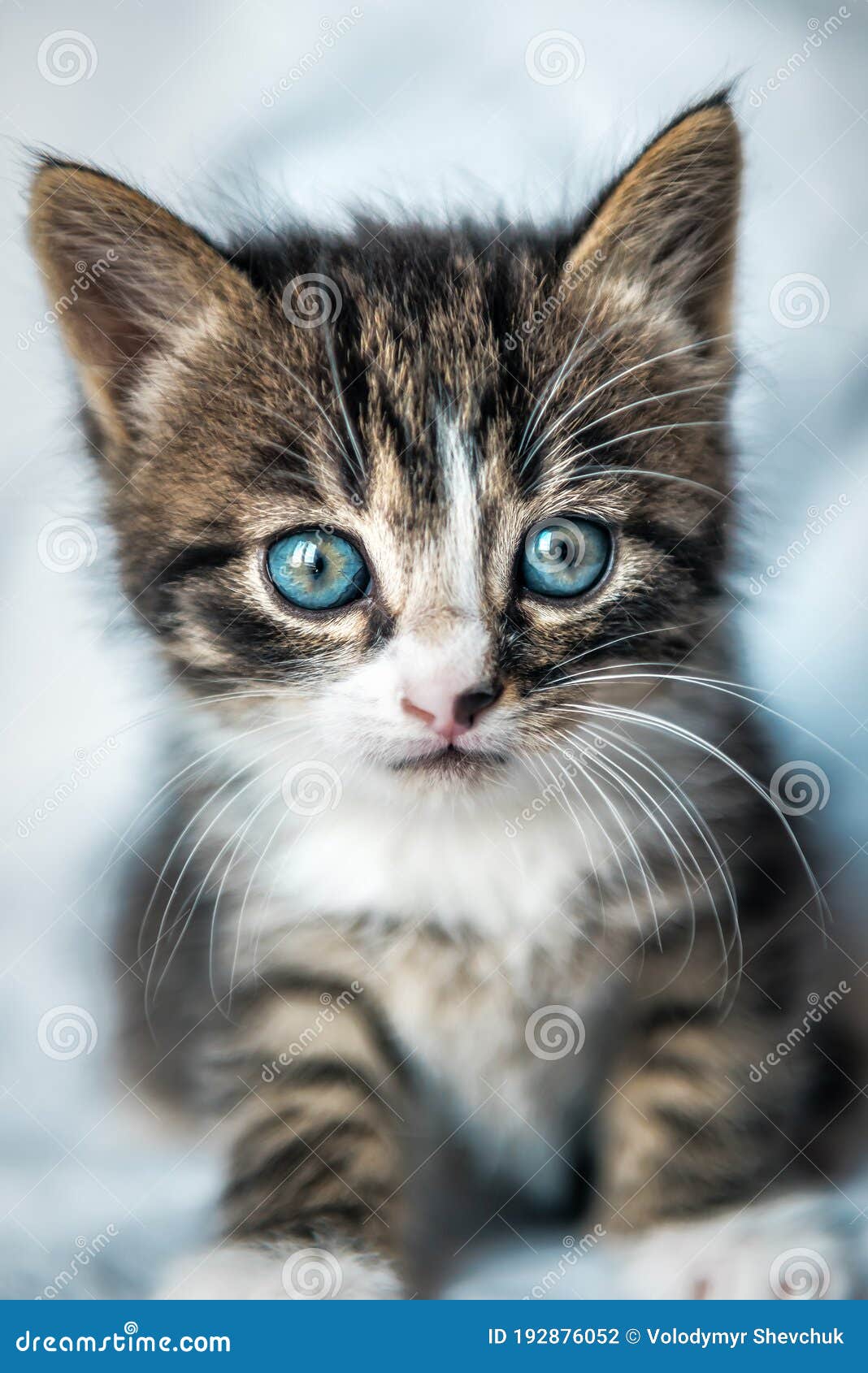 Portrait Chaton Mignon Photo Stock Image Du Drole Cheri Portrait Chaton Mignon Photo Stock Image Du Drole Cheri