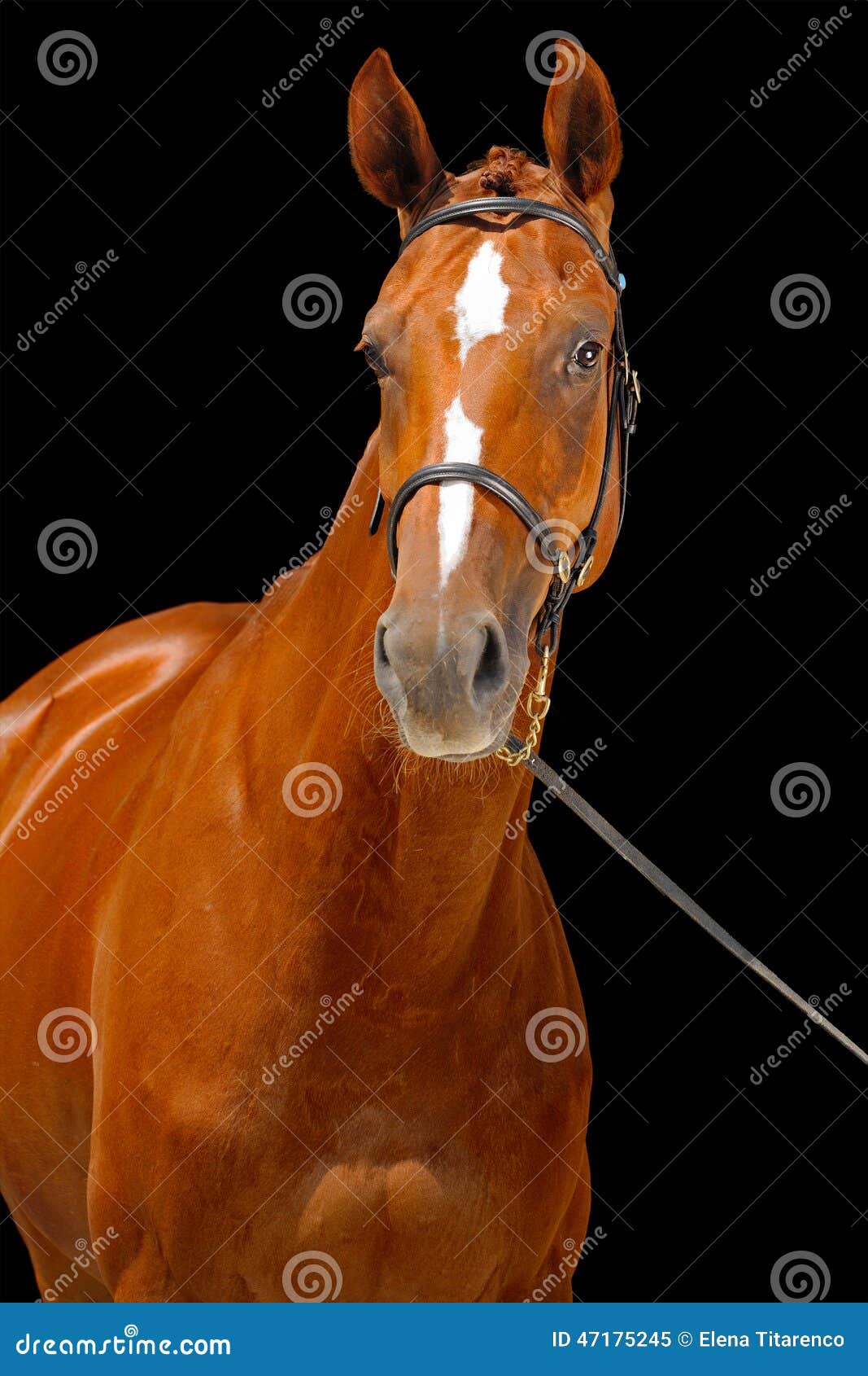 Portrait Of Chestnut Horse, Stock Image - Image of mammal, muzzle: 47175245