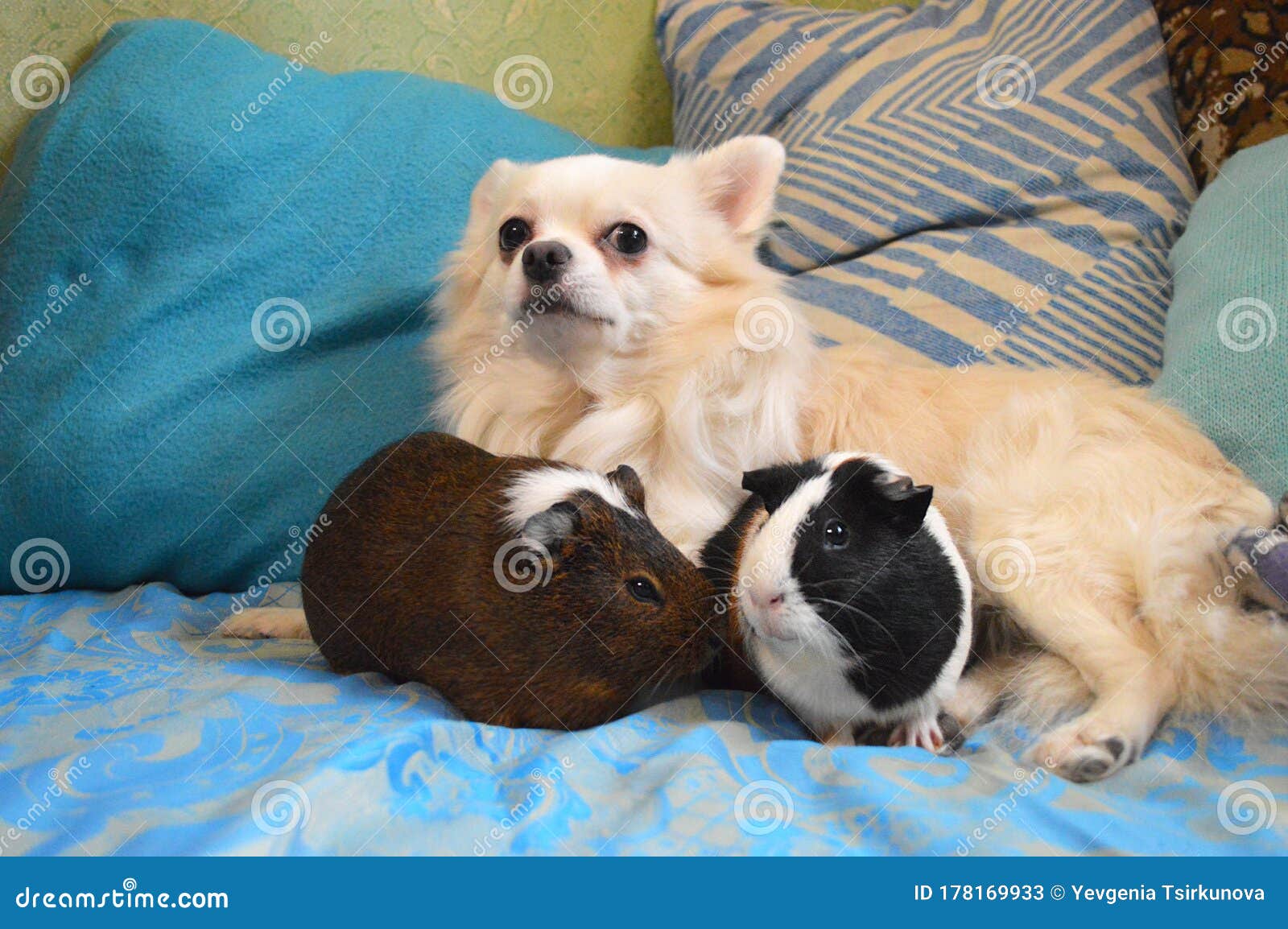 tricolor long haired chihuahua