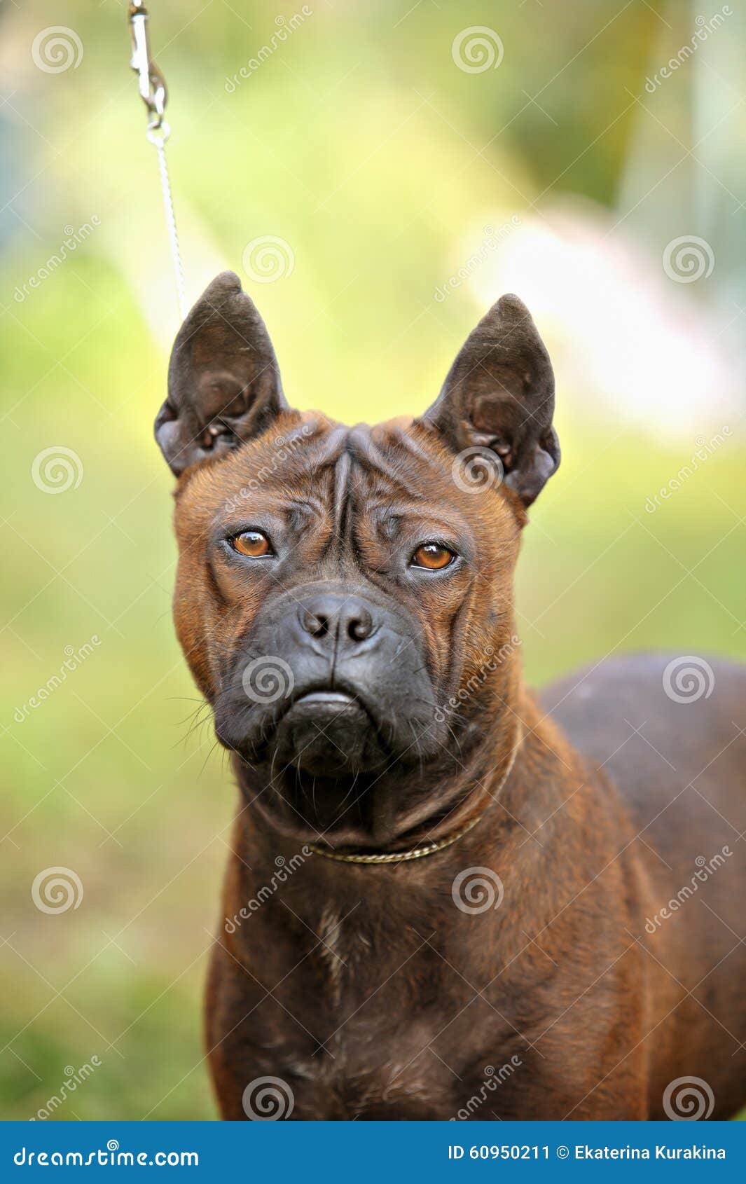 47 Chinese Chongqing Dog Photos Free Royalty Free Stock Photos From Dreamstime