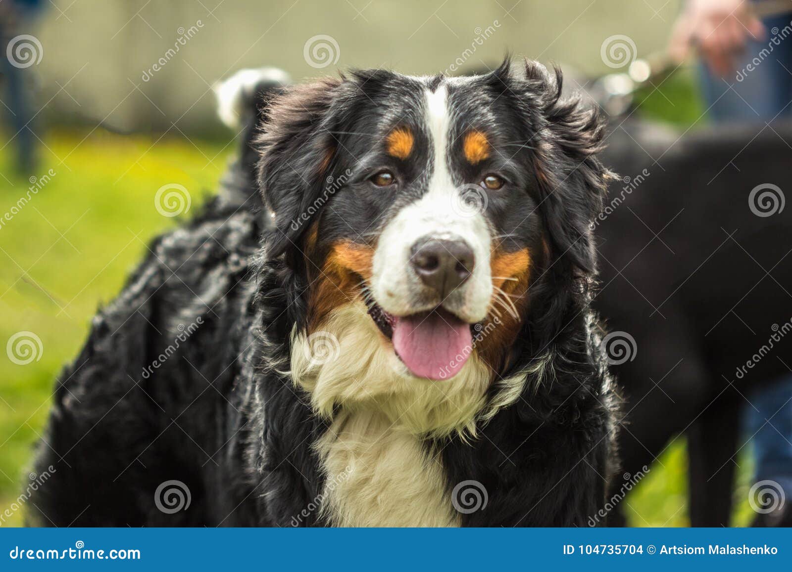 pedigree bernese mountain dog