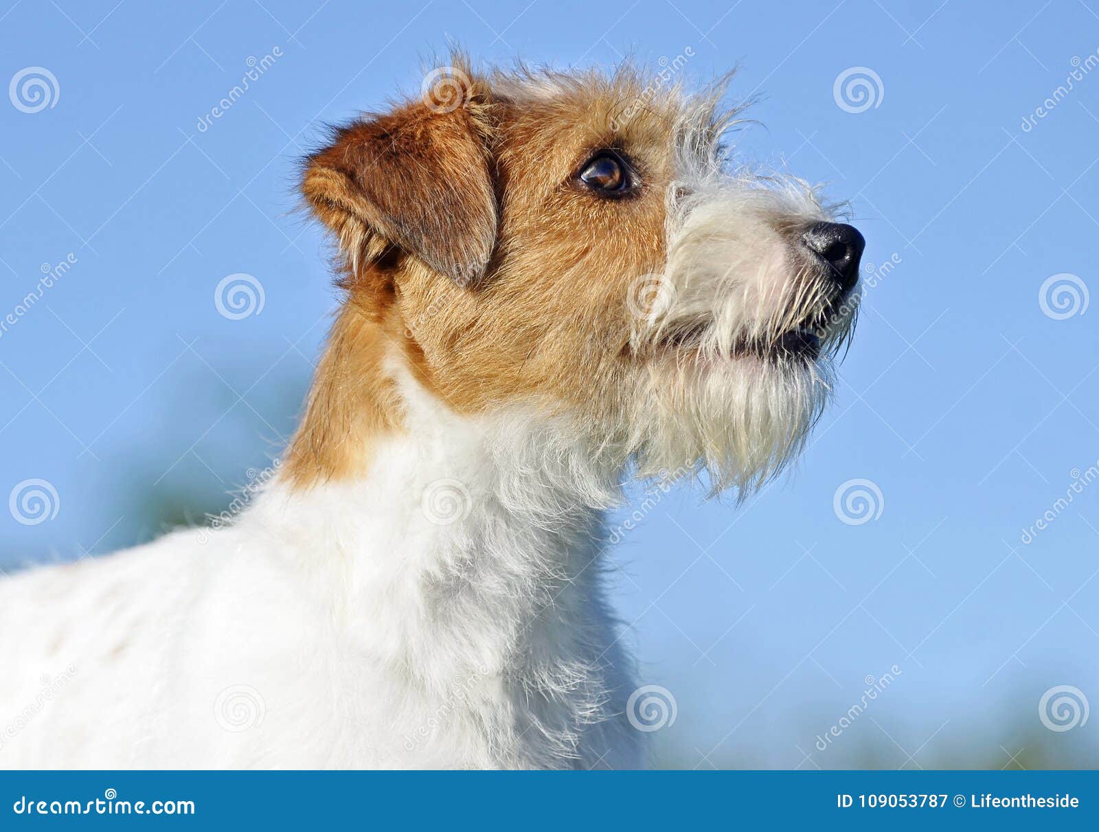 large wire haired terrier