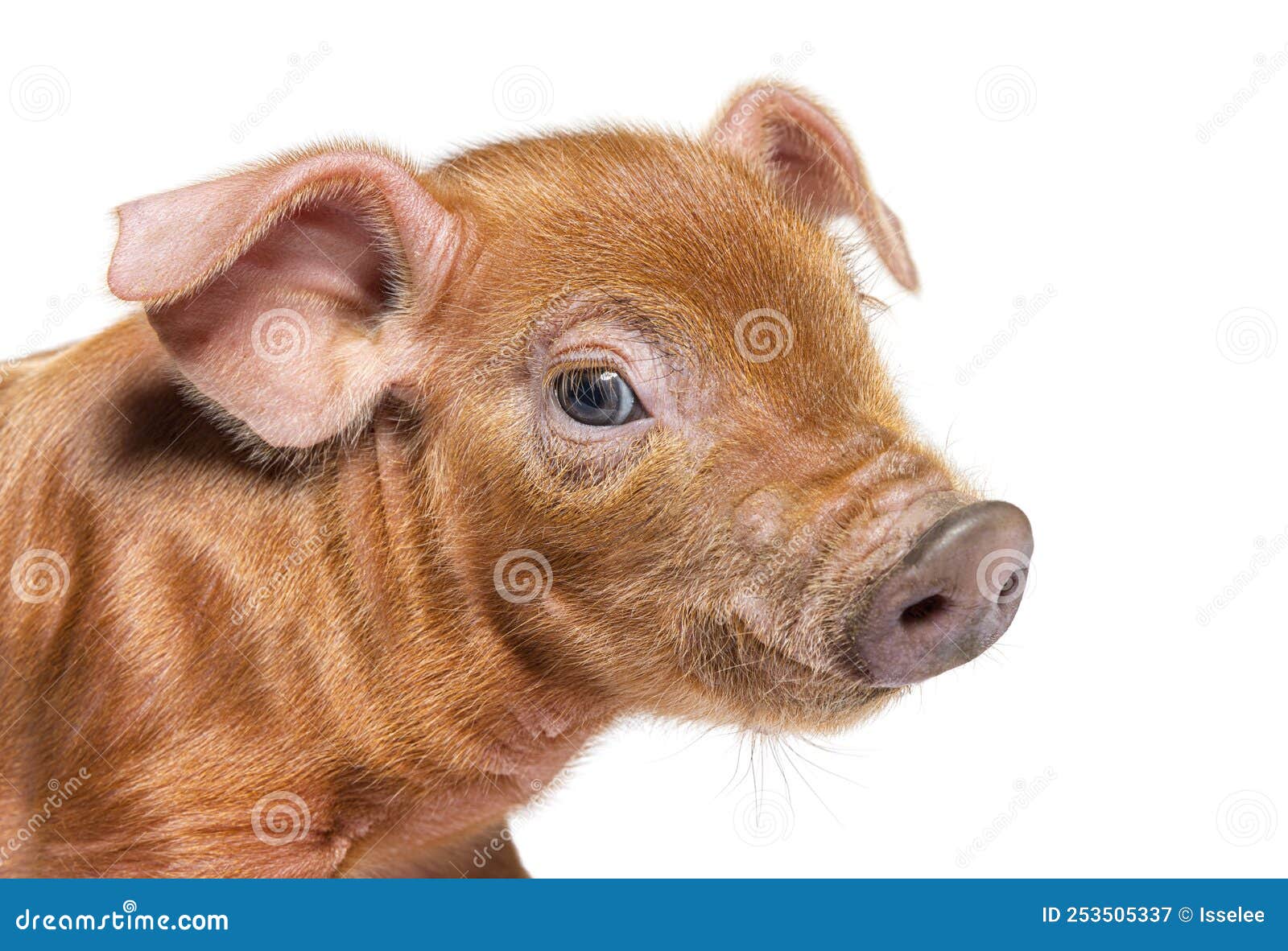portrait close-up of a young pig head mixedbreed