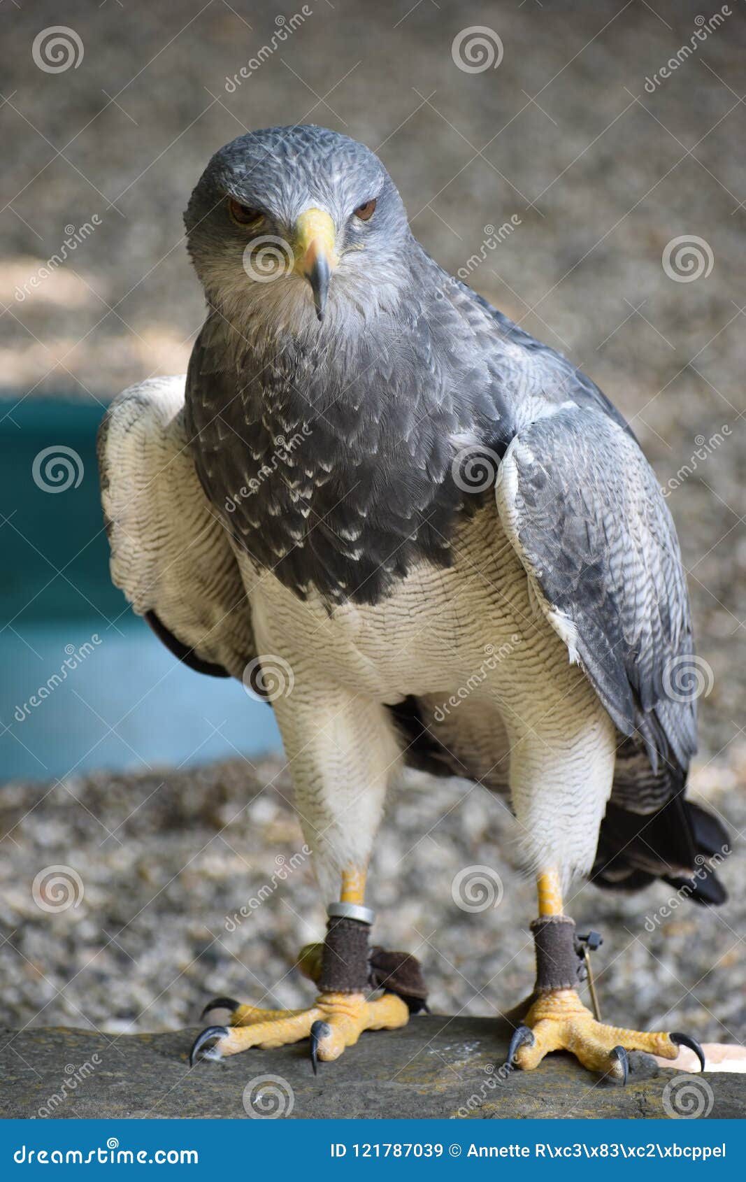 portrait of a colorful aguja in germany