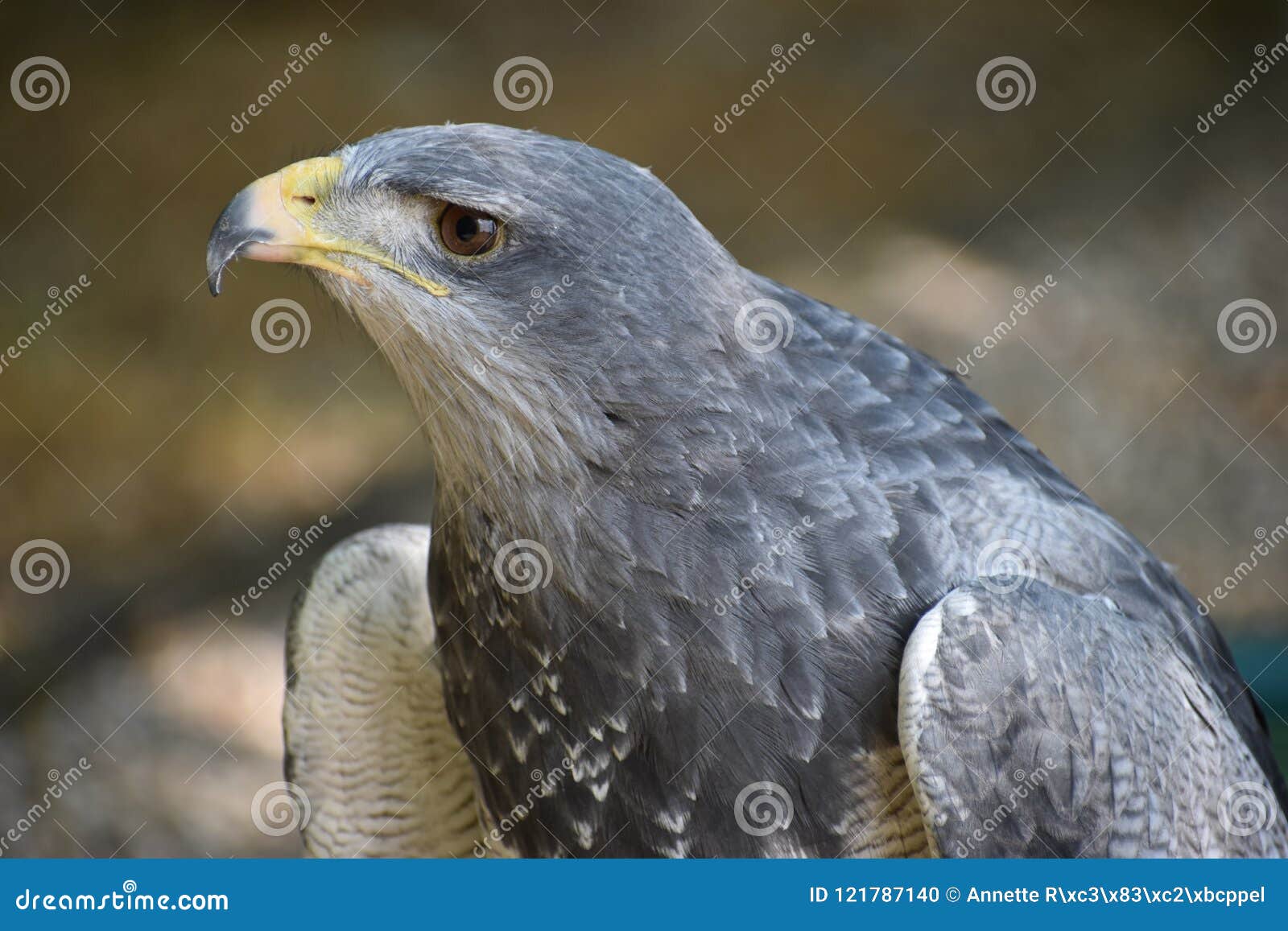 portrait of a colorful aguja in germany